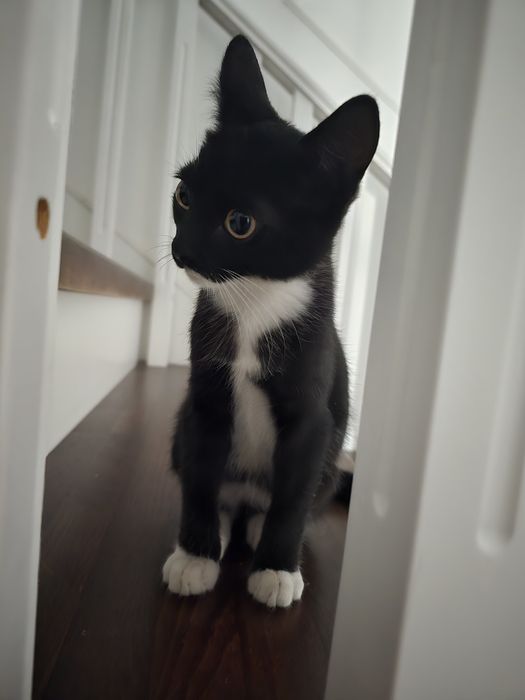Котёнок 2,5 месяца. Чистый .