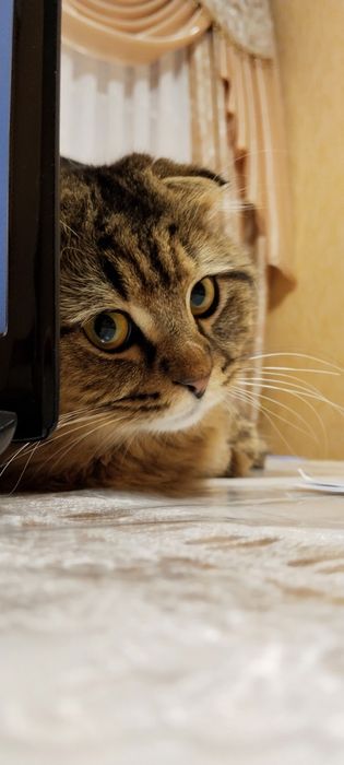 Нужна кошка для вязки