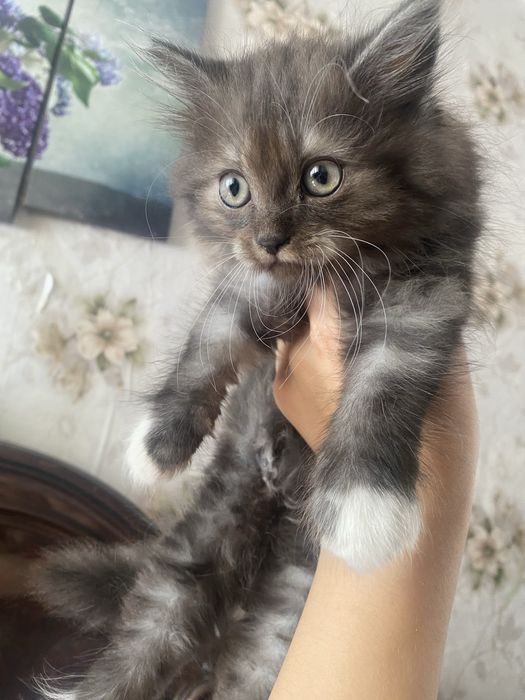 Продам британкую кошечьку