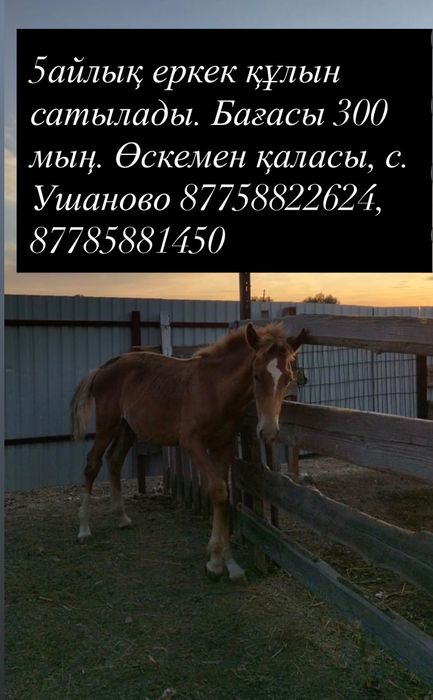 5 айлык еркек кулын