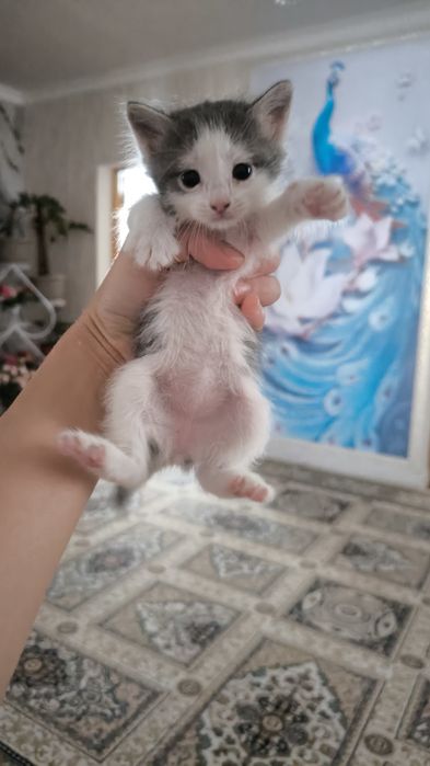 Животные домашнее кошки