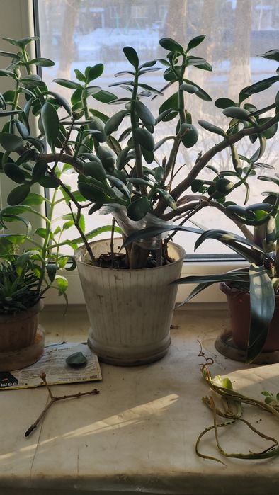 Денежное дерево, толстянка