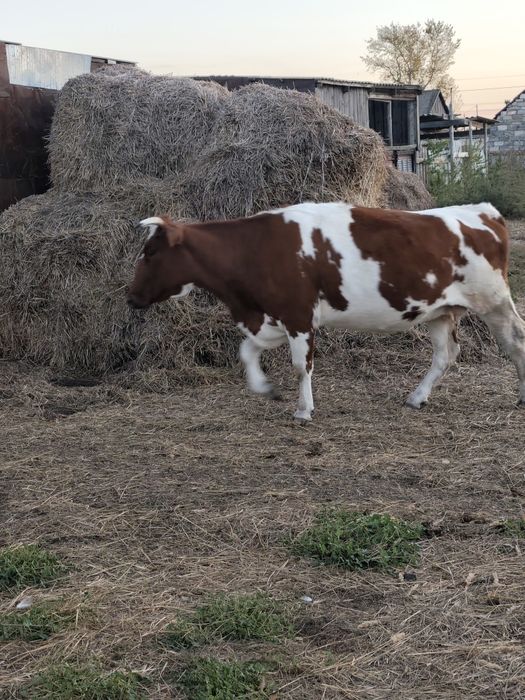 Продам коров и быка
