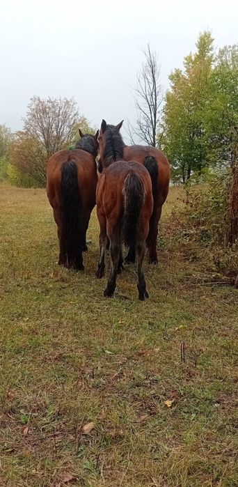 Vând mânz de 9 luni