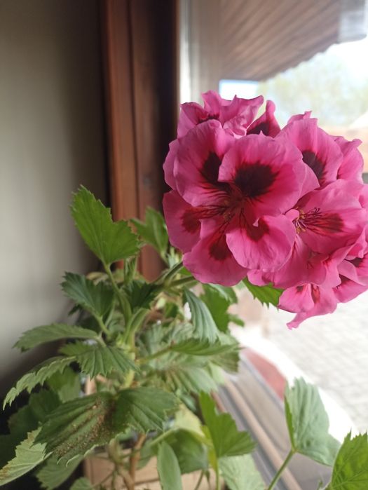 Укорененные черенки хризантемы