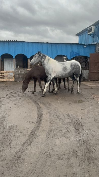 Кобыла 5 ти летка