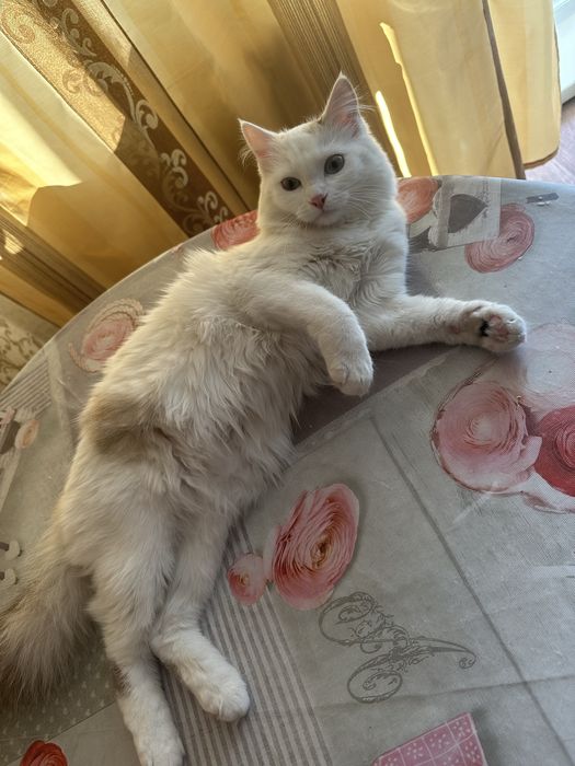 Кошечка белая с голубыми глазами