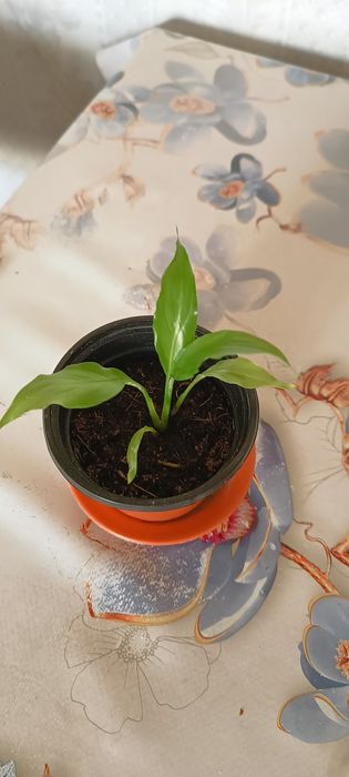 Комнатные цветы, разные