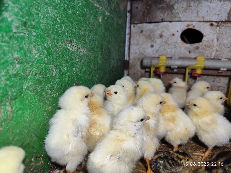 Суточные цыплята Адлер, балапан