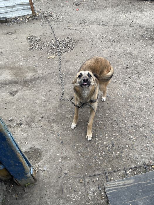 Отдам собаку вместе с цепью и ошейником в добрые руки!