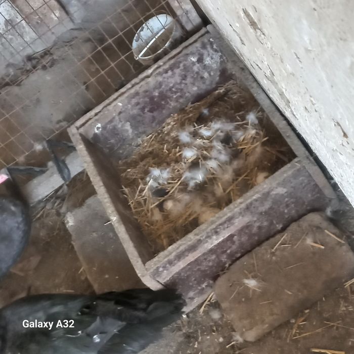 Индаутки продаётся