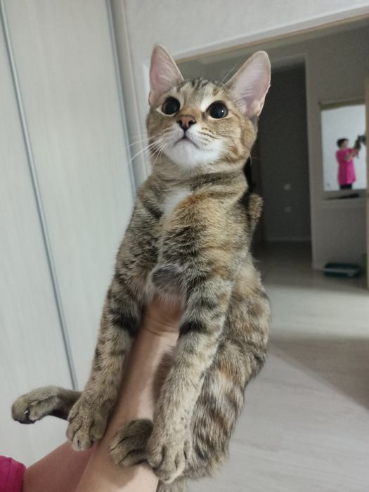 Отдам котенка девочка 5 месяцев