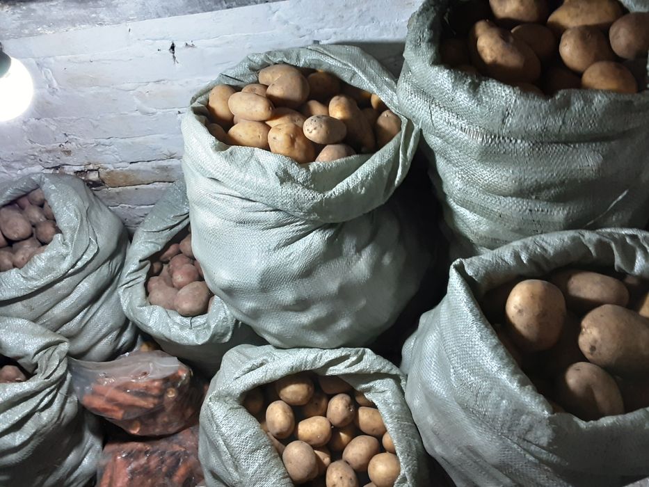 Картофель дачный 300тг