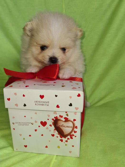 Продам щенков шпица,прекрасный подарок