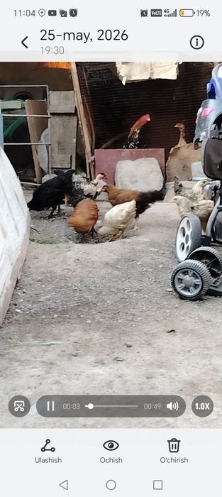 Tovuqlar sotiladi