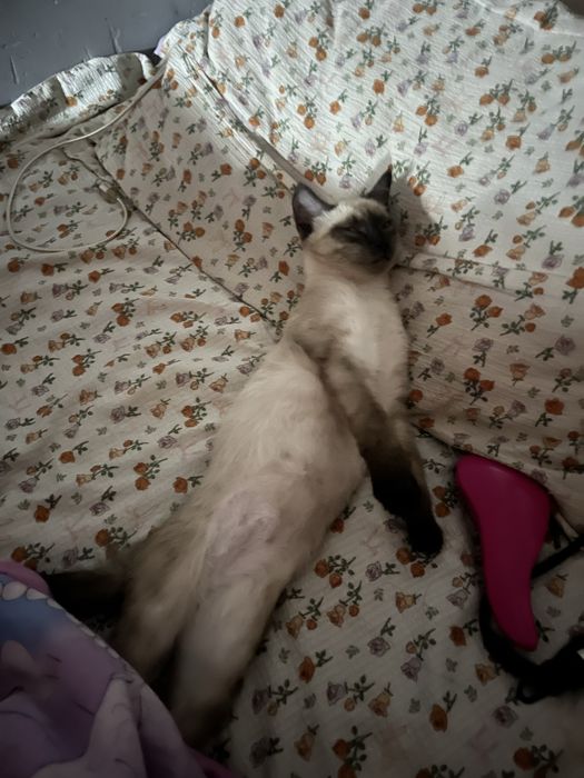 кошечка, 4 месяца. в хорошие руки
