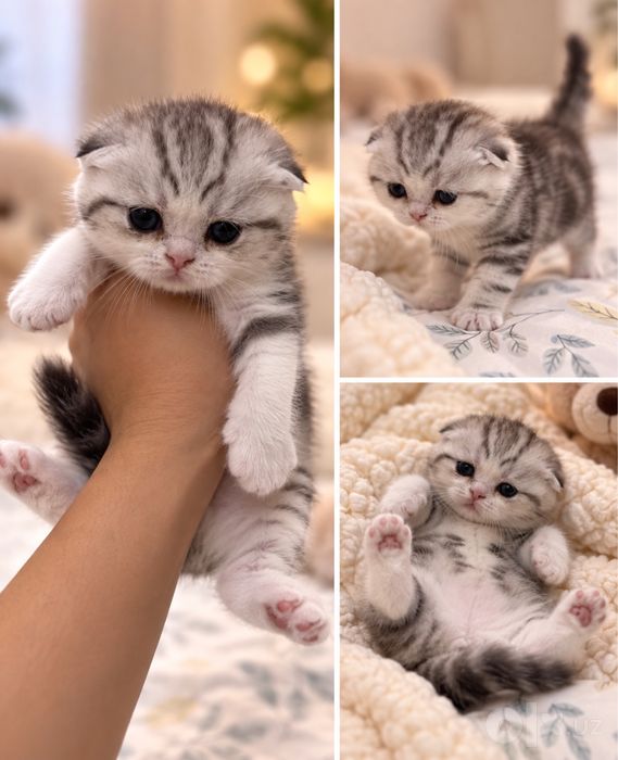 Очаровательная девочка Скотиш Фолд