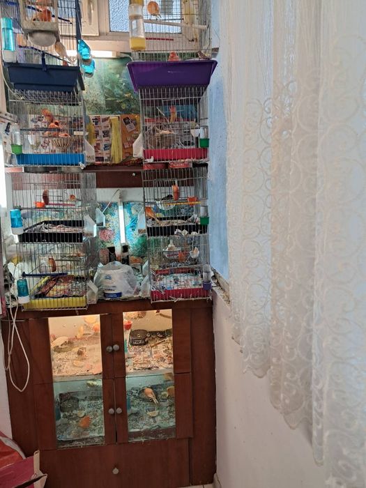 Продавам канарчета