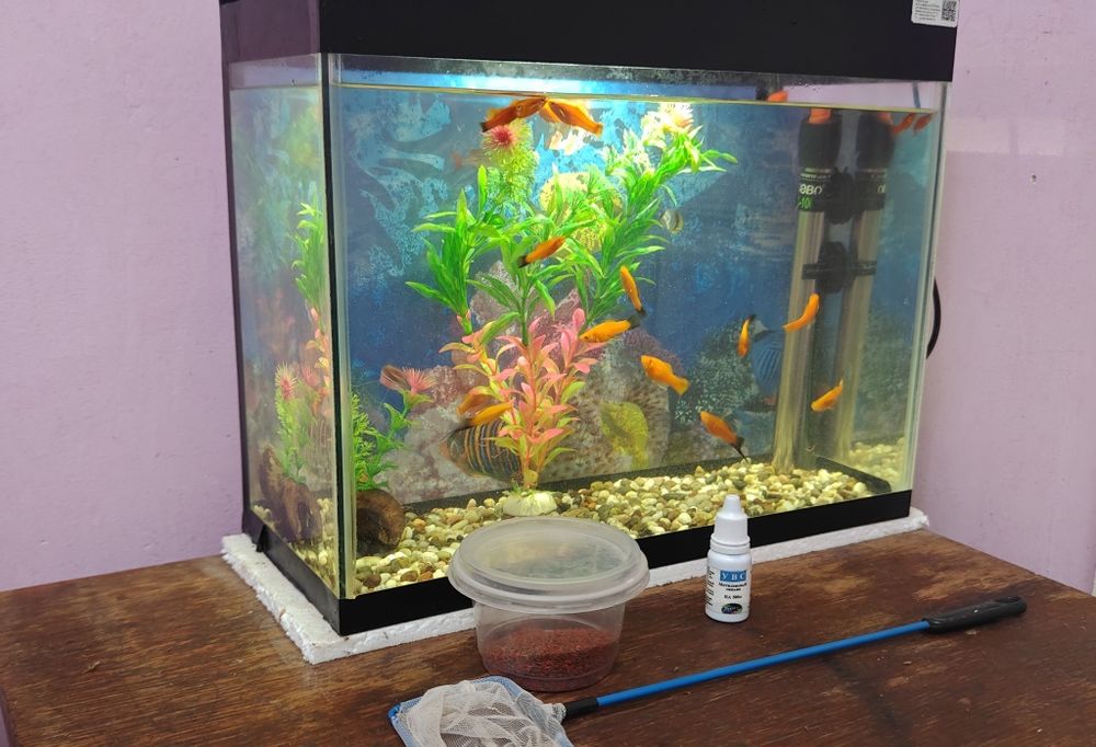 Akvarium baliqları menen