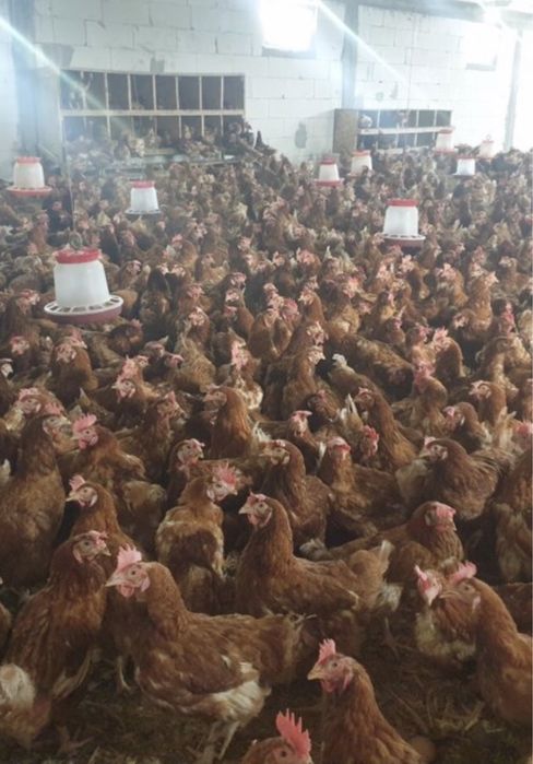 Vând găini rosii outoare