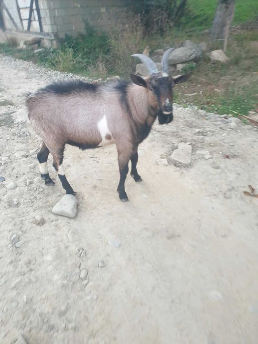 Tap alpin de vanzare