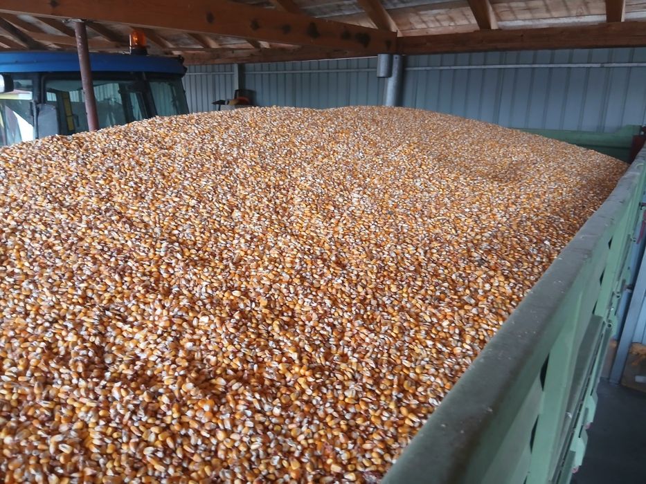 Porumb boabe  Graunte