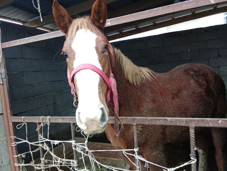 Тайлар бордакылар