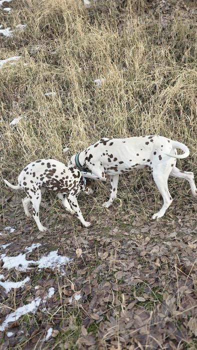 Продаются далматинцы или обмен на скот