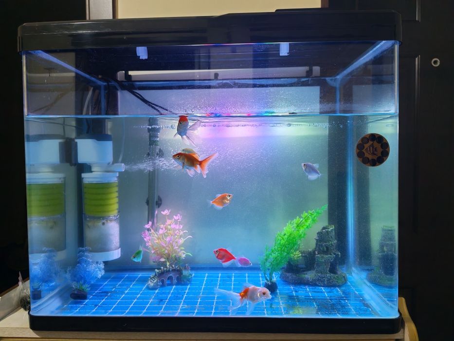 Sifatli baliqlar akvariumi