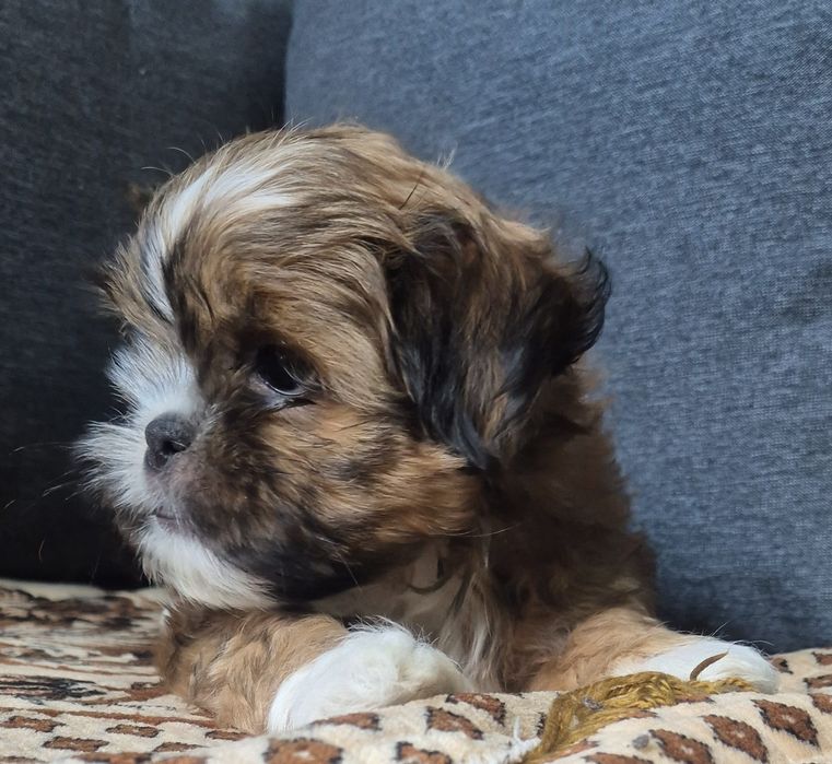 Vând cățel shih tzu