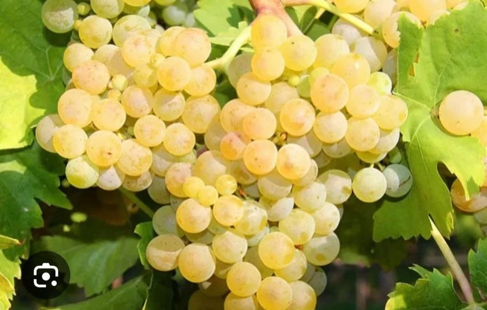 Struguri de vin toate soiurile