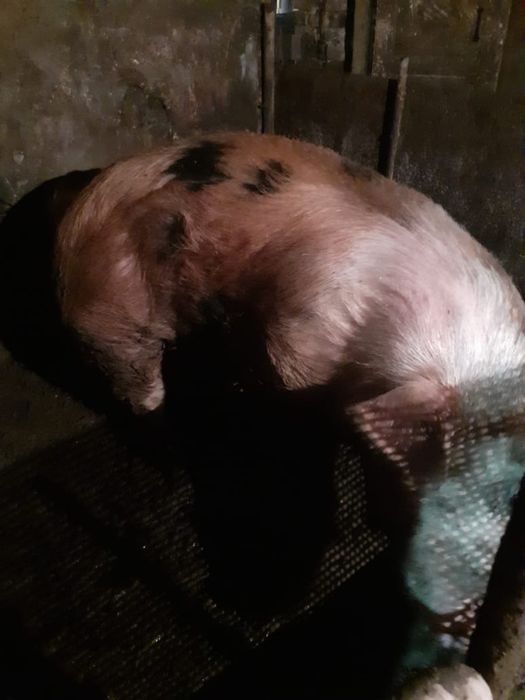 Продам племенного кабана