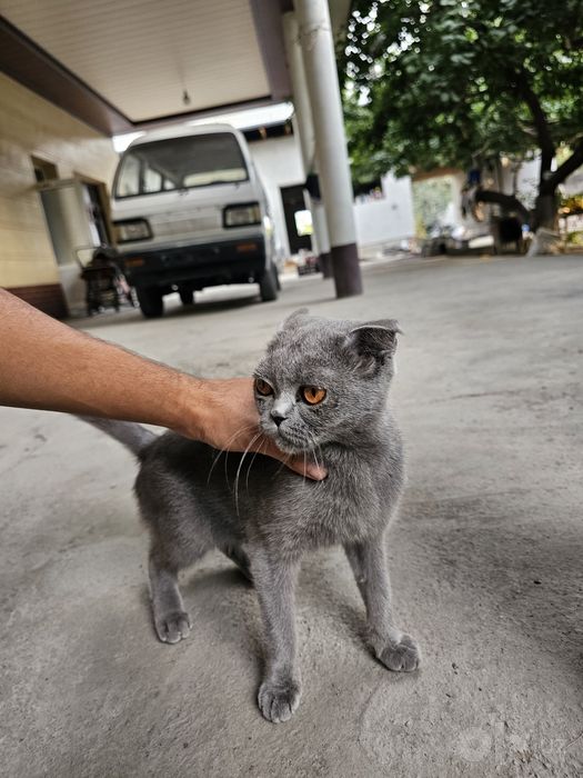 Мушук британский зотор