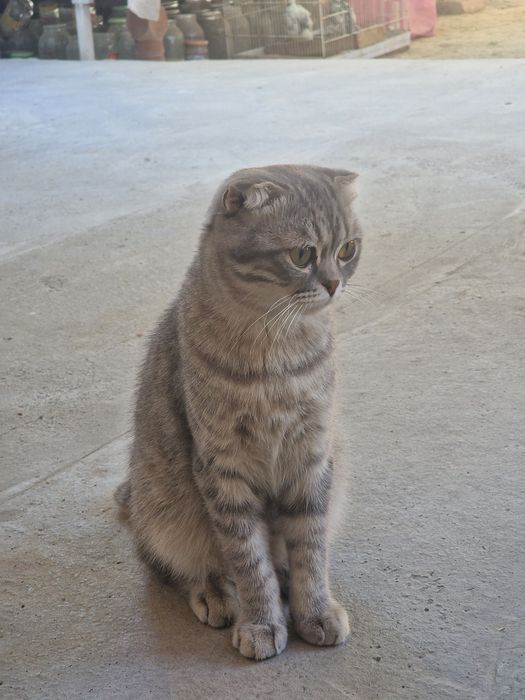 Scottish Fold sotiladi erkak.