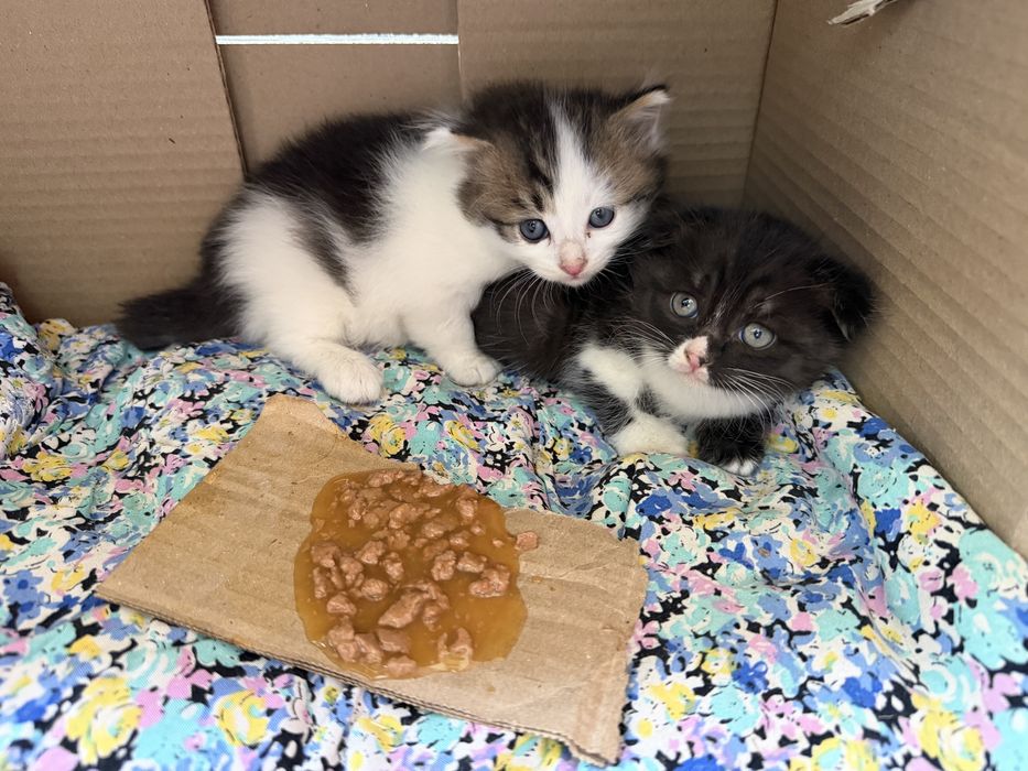 Бесплатно котята, живут на улице