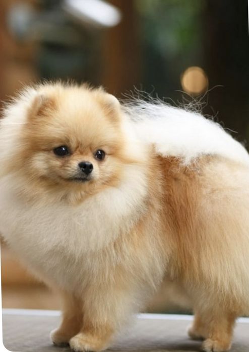 Померанский мини шпиц.ищет мальчика на случку.