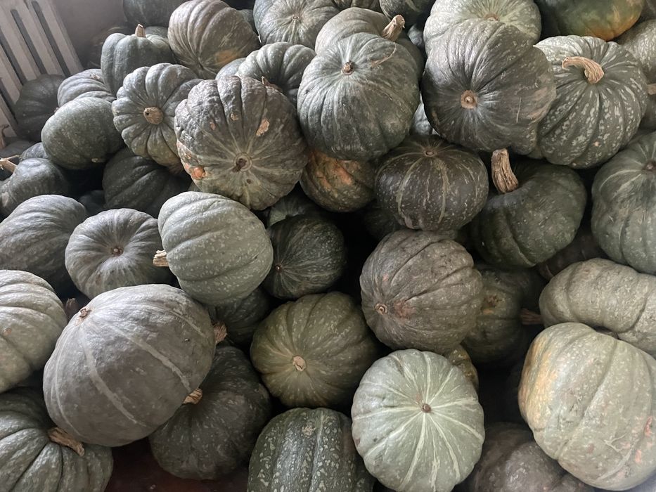 Тыква в караганде