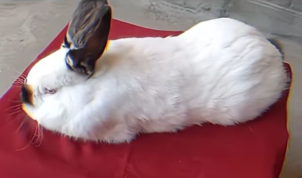 Californiya quyon erkak sotiladi