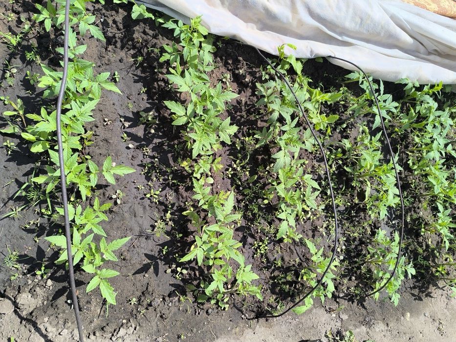 продам рассаду помидор-картофельные,бычье сердце,сливка.