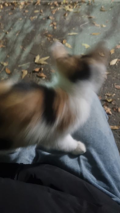 котенок трехцветный маленький