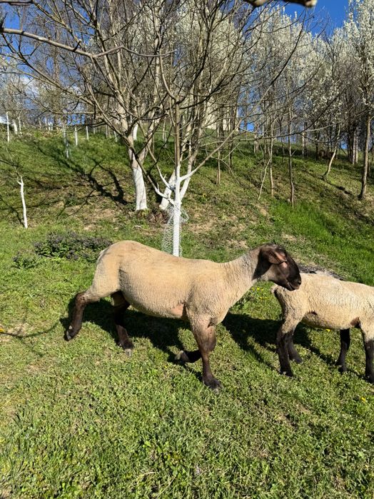 Berbecuti suffolk de vanzare