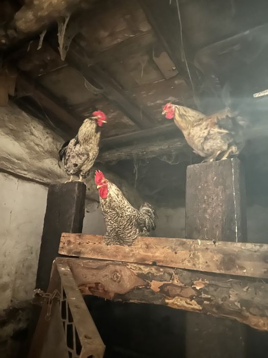 Продаю петухов..