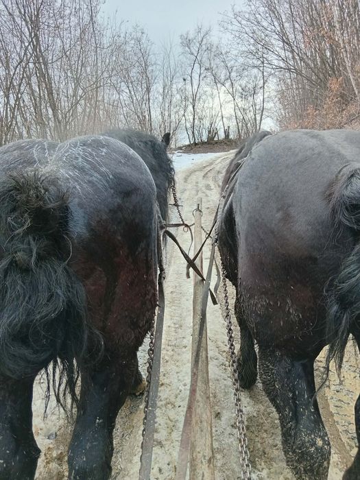 Cai de vânzare  3 și 5 ani