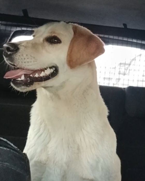 В добрые заботливые руки