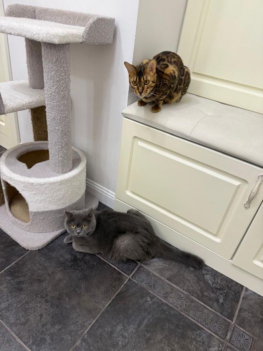 Продам 2 кошек шатландец и бенгалка