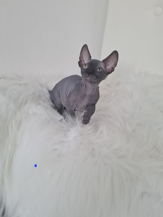 Pisicuta sphynx mascul  blue