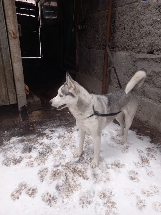 Хаски девочка умная