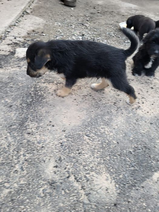 Отдам в дар щенков