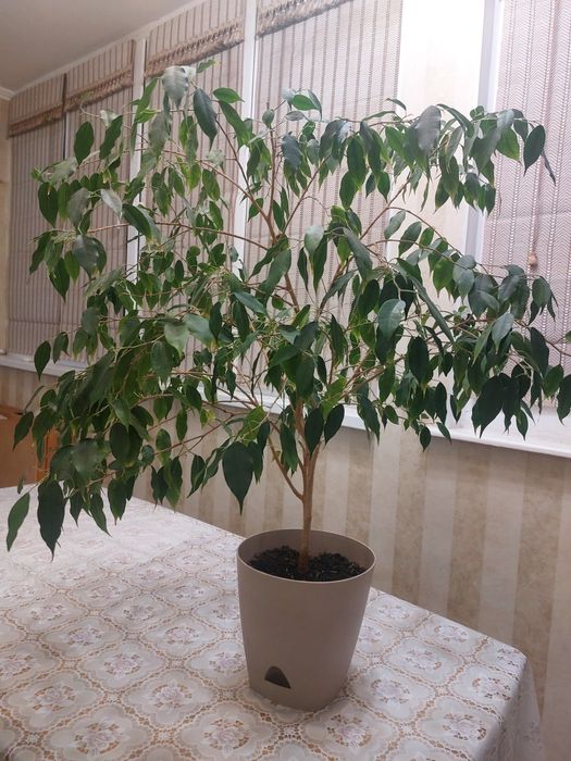 Комнатные    цветы
