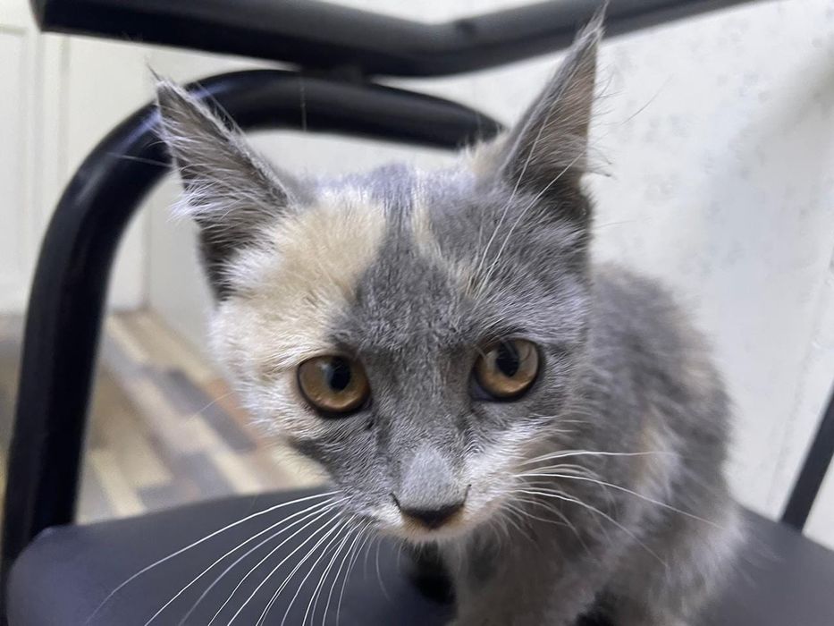 Котёнок красивый